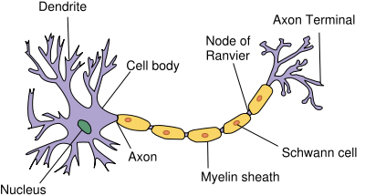 מבנה של נוירון -תא עצב.מקור: ויקיפדיה. ברשיון cc3-sa-by איור: Interiot Dhp1080