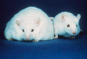 עכברים שמנים. מקור: ויקיפדיה. באדיבות Oakridge NL