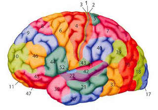 המוח. קורטקס. מקור: ויקיפדיה ברשיון. איור :Polina Tishina