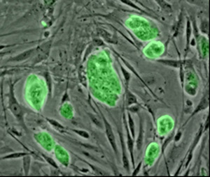 תאי גזע עובריים של עכבר. מקור: ויקיפדיה ברשיון חופשי. באדיבות: USA National Science Foundation