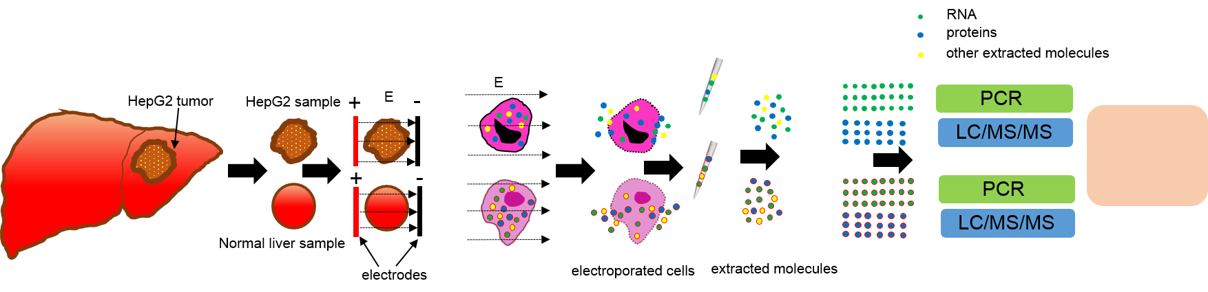 מיצוי מולקולות עם פולסים חשמלים מאפשר זיהוי רקמות סרטניות לעומת רקמות רגילות. צילום: פרופ' אלכסנדר גולברג