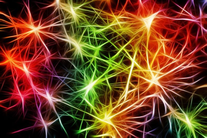 נוירוגנזה ותאי עצב חדשים. אילוסטרציה: Gerd Altmann Pixabay