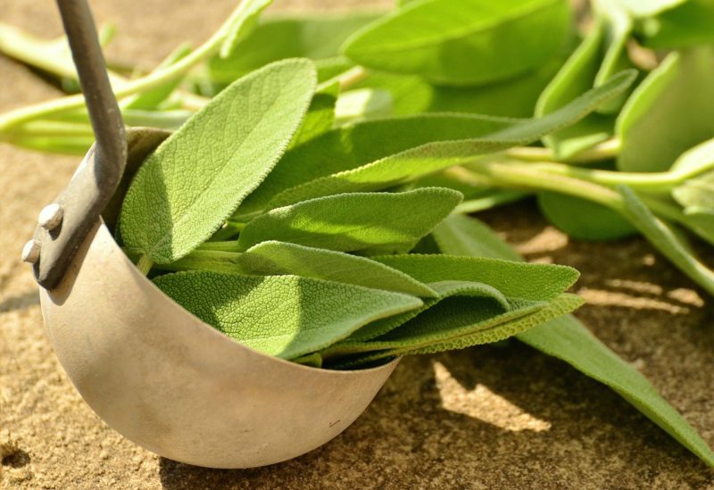 תה מרווה ותרופות סבתא טבעיות לטיפול בכאב גרון. צילום: Pixabay congerdesign