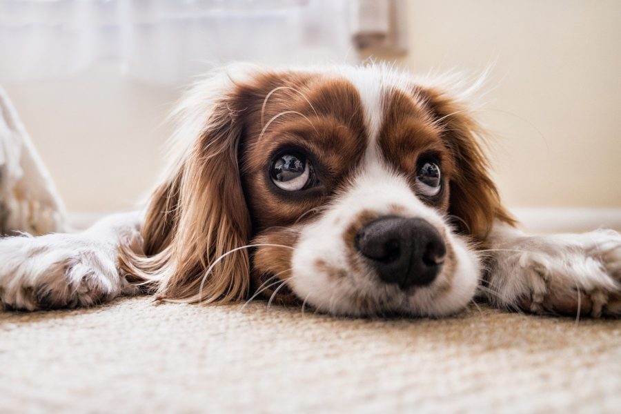 חיסון נגד קורונה לחיות מחמד כמו כלבים. צילום:Pixabay Fran @thedogxplorers