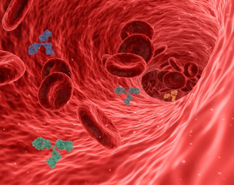 הצמחת רשת הובלת הדם ורשת הלימפה. צילום: Pixabay swiftsciencewriting