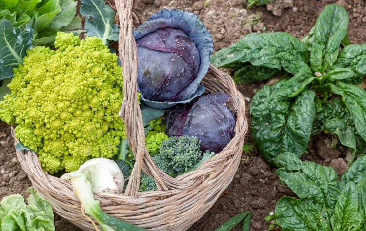 ירקות שמפחיתים כולסטרול כמו ברוקולי. צילום: itiner Pixabay